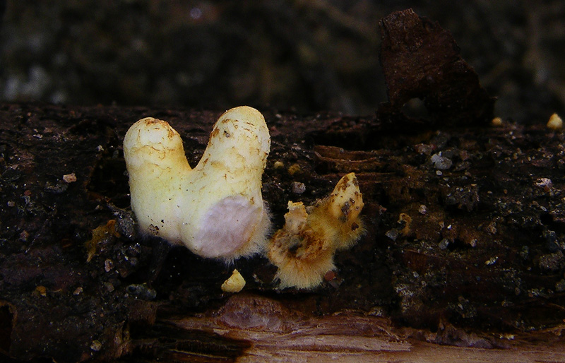 Pholiota da guinnes.......